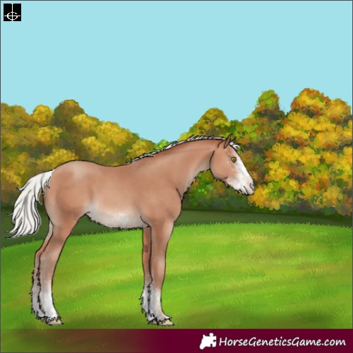 Horse Color:White Spotted Silver Sable Champagne Appaloosa Rabicano