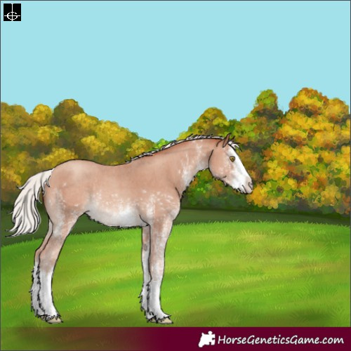 Horse Color:White Spotted Silver Sable Champagne Splash Appaloosa Rabicano 