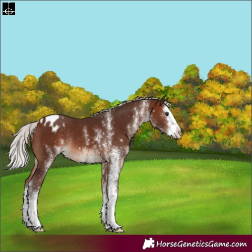 Horse Color:White Spotted Silver Brown Splash Appaloosa Rabicano 
