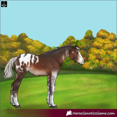 Horse Color:White Spotted Silver Brown Tobiano Appaloosa 