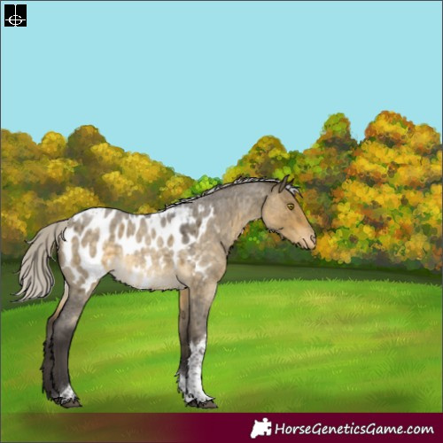 Horse Color:Silver Buckskin Roan Dun Tobiano Appaloosa