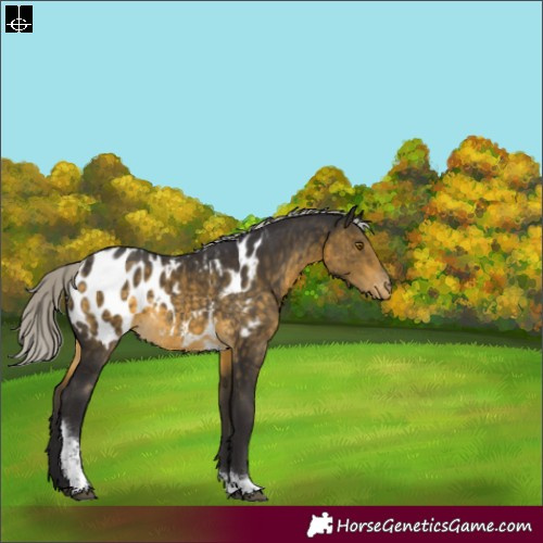 Horse Color:Silver Buckskin Tobiano Appaloosa 