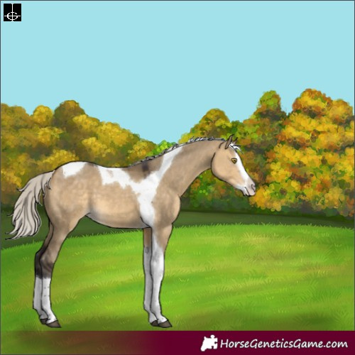 Horse Color:Silver Buckskin Dun Splash Tobiano 