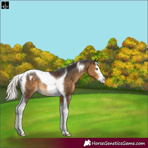 Horse Color:Silver Buckskin Splash Tobiano Appaloosa Rabicano 