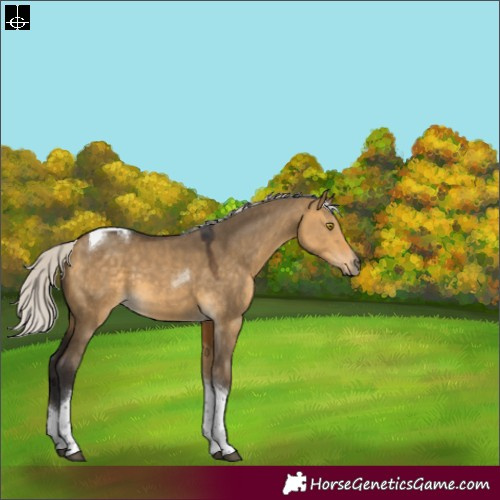 Horse Color:Silver Buckskin Dun Tobiano 