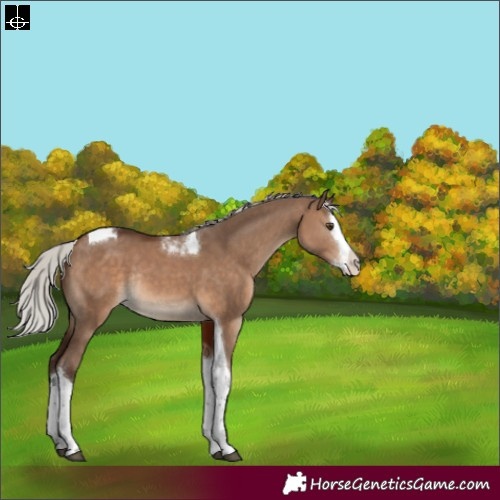 Horse Color:Silver Brown Dun Splash Tobiano Rabicano 