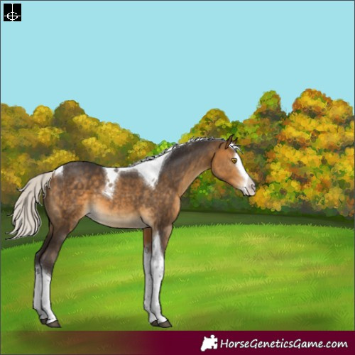 Horse Color:Silver Buckskin Splash Tobiano 