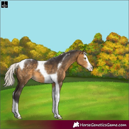 Horse Color:Silver Buckskin Splash Tobiano Appaloosa