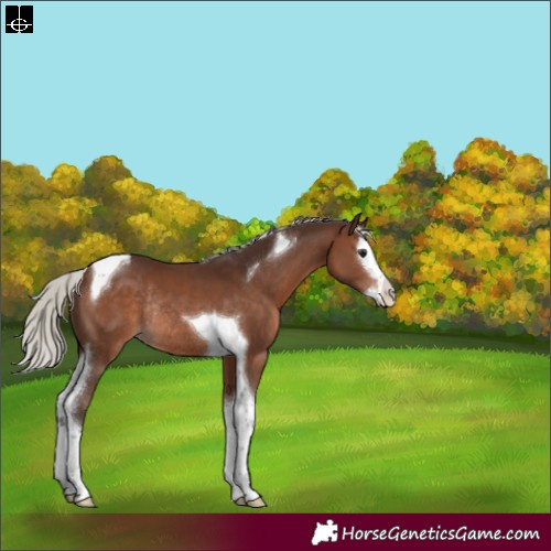 Horse Color:Silver Brown Splash Tobiano Rabicano