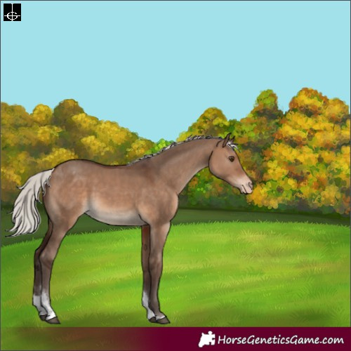 Horse Color:Silver Brown Dun Tobiano Appaloosa Rabicano