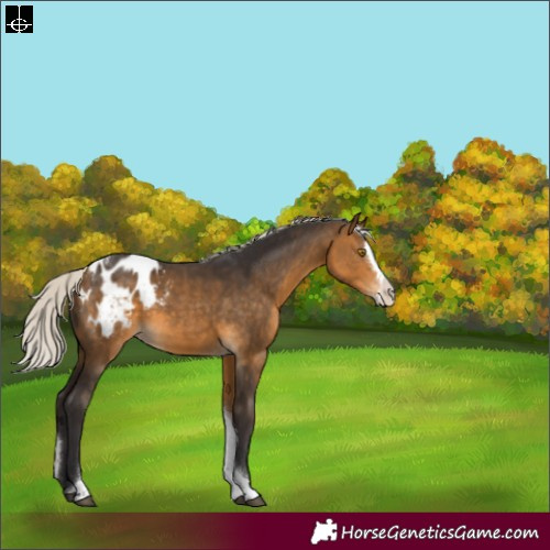 Horse Color:Silver Buckskin Splash Tobiano Appaloosa Rabicano 