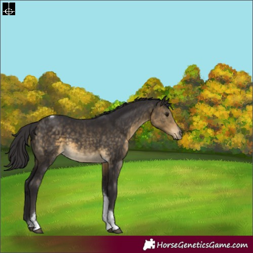 Horse Color:Buckskin Sabino Tobiano