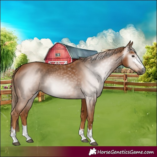 Horse Color:Gray Chestnut 