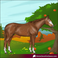 Horse Color:Gray Chestnut 