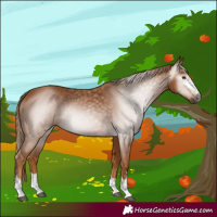 Horse Color:Gray Chestnut 
