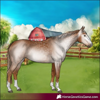 Horse Color:Gray Chestnut 
