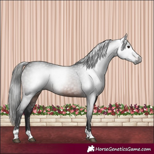 Horse Color:Gray Brown 