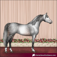 Horse Color:Gray Brown 