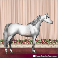 Horse Color:Gray Brown 
