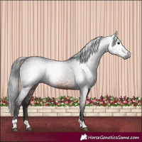 Horse Color:Gray Brown 