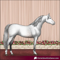 Horse Color:Gray Brown 