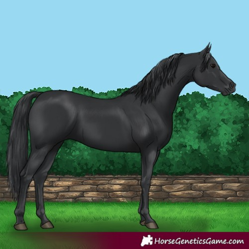 Horse Color:Black 