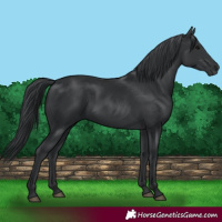 Horse Color:Black 