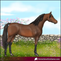 Horse Color:Bay 