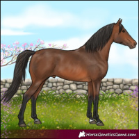 Horse Color:Bay 