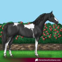 Horse Color:Black Tobiano Rabicano 