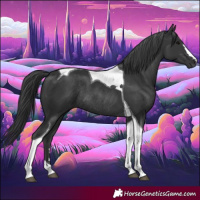 Horse Color:Black Tobiano Rabicano 