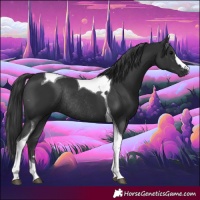 Horse Color:Black Tobiano Rabicano 