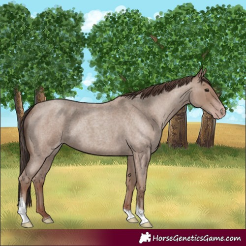 Horse Color:Classic Champagne Roan Tobiano 