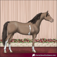 Horse Color:Classic Champagne Tobiano 