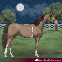 Horse Color:Classic Champagne Tobiano 