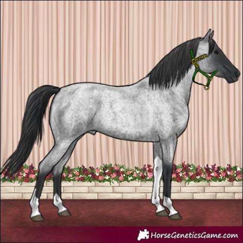 Horse Color:Blue Roan Tobiano Rabicano 