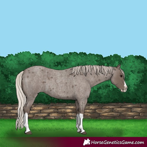Horse Color:Silver Blue Roan Splash 
