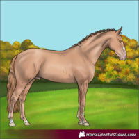 Horse Color:Gold Champagne 