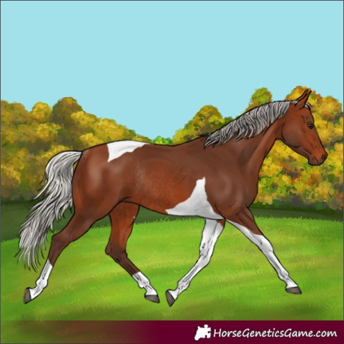 Horse Color:Silver Brown Tobiano Rabicano 