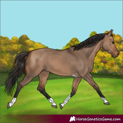Horse Color:Bay Dun Tobiano Rabicano