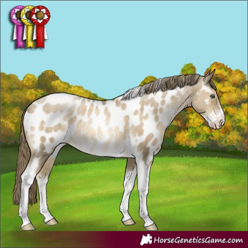 Horse Color:Smoky Black Pearl Sabino Tobiano Appaloosa Rabicano 