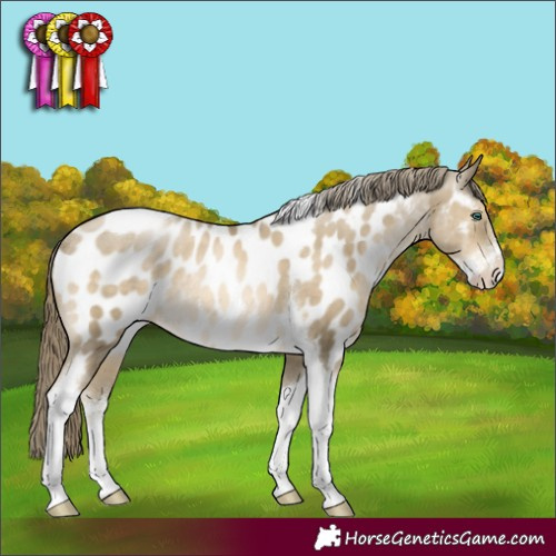 Horse Color:Smoky Black Pearl Sabino Tobiano Appaloosa Rabicano 