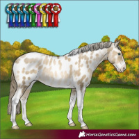 Horse Color:Smoky Black Pearl Sabino Tobiano Appaloosa Rabicano