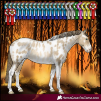 Horse Color:Smoky Black Pearl Sabino Tobiano Near Leopard Rabicano
