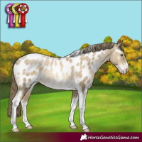 Horse Color:Smoky Black Pearl Sabino Tobiano Appaloosa Rabicano