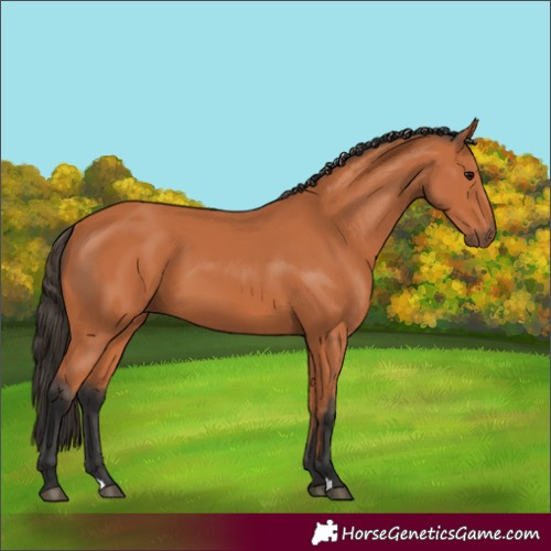 Horse Color:Bay 