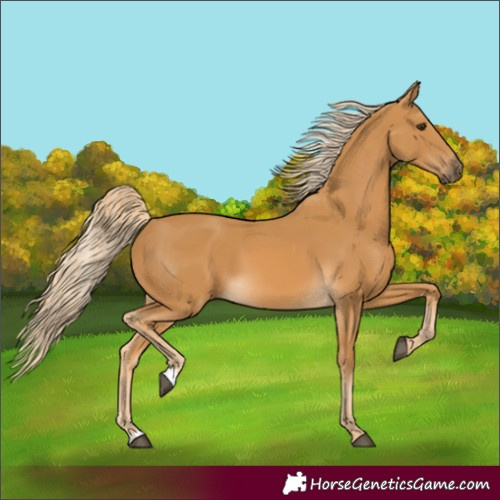 Horse Color:Palomino 