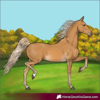 Horse Color:Palomino 