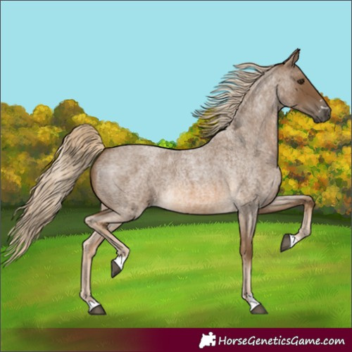 Horse Color:Chocolate Palomino Roan 