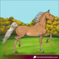 Horse Color:Palomino
